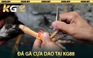 Đá gà cựa dao